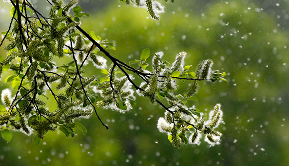 Cure Inalatorie e Allergie